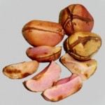 kola nuts images