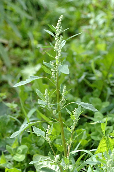 Photos of Chenopodium album