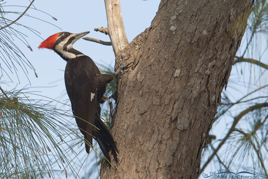 Pileated Woodpecker Images