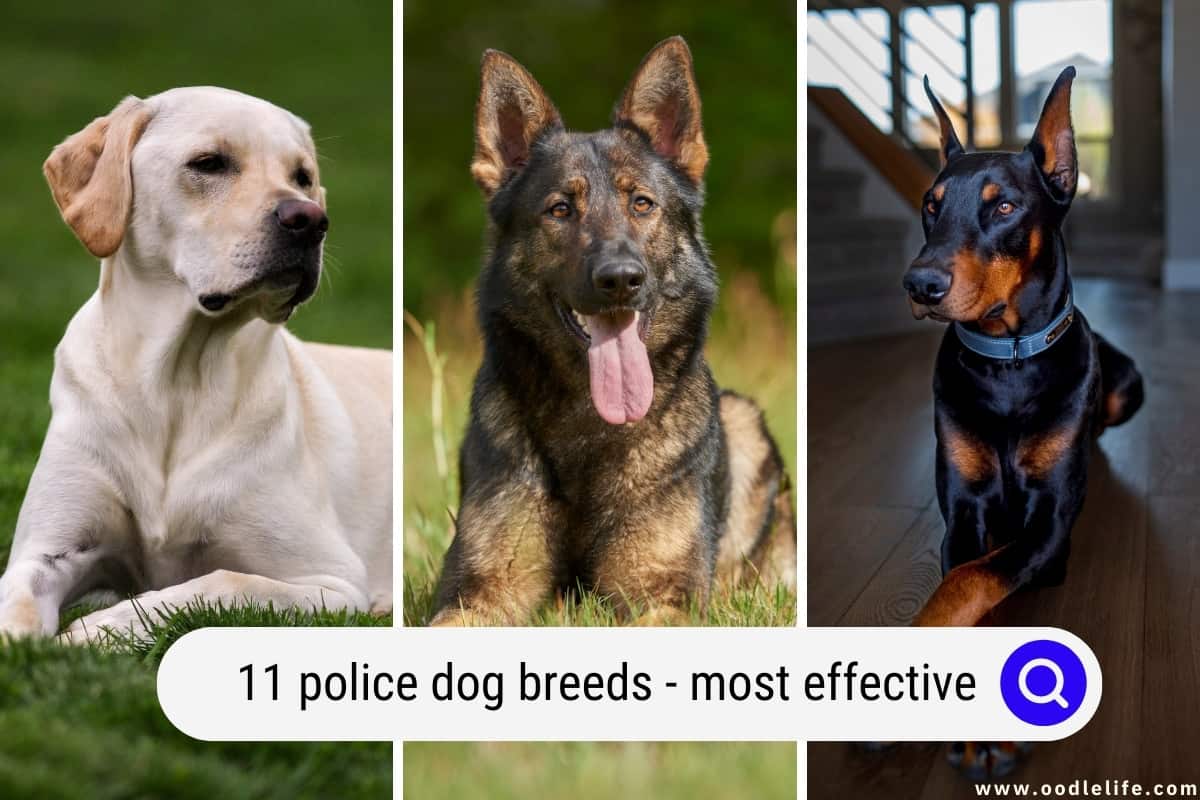 What Are The Top 10 Police Dog Breeds?, 47% OFF