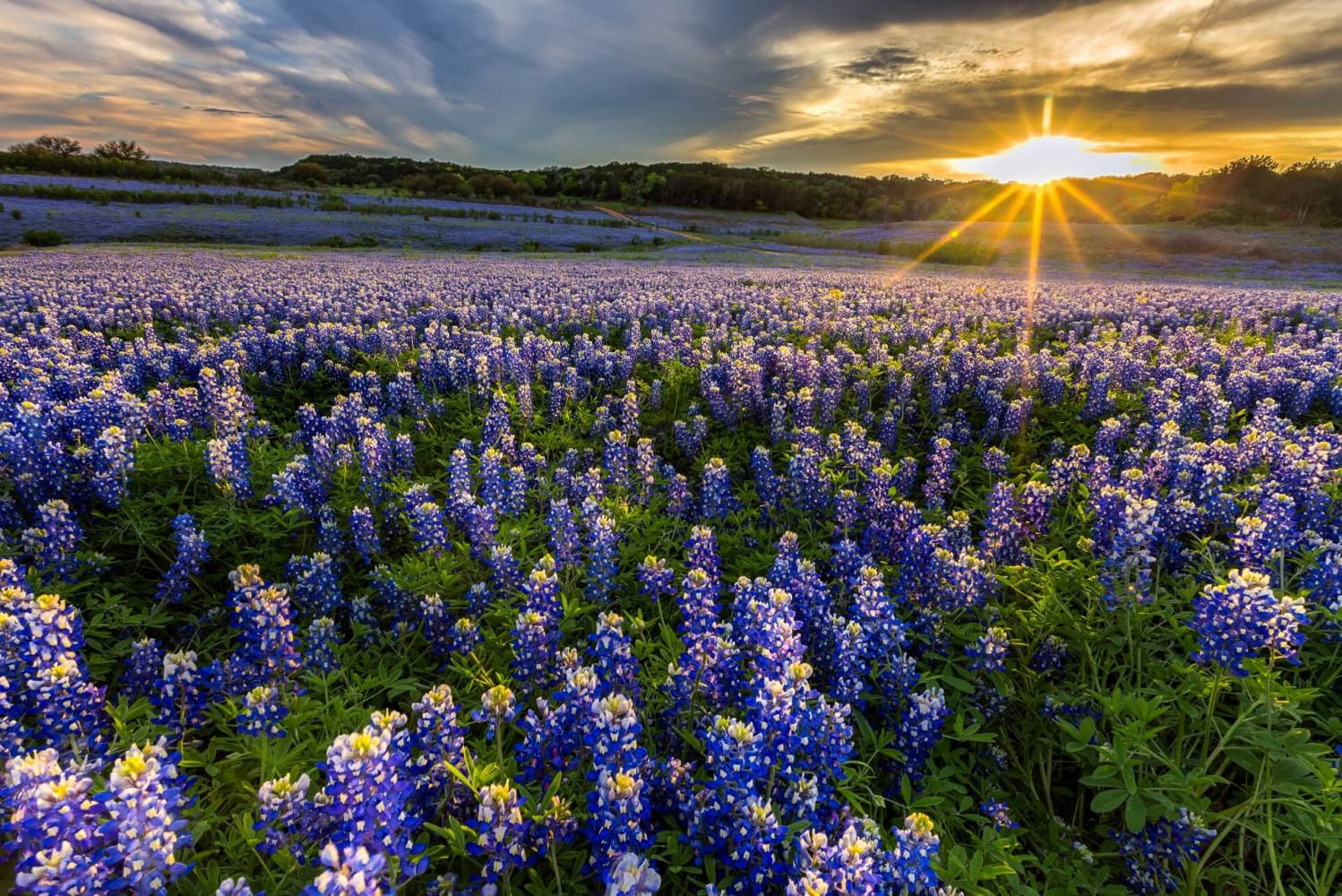 Bluebonnets In Texas 2024 - Alene Aurelie