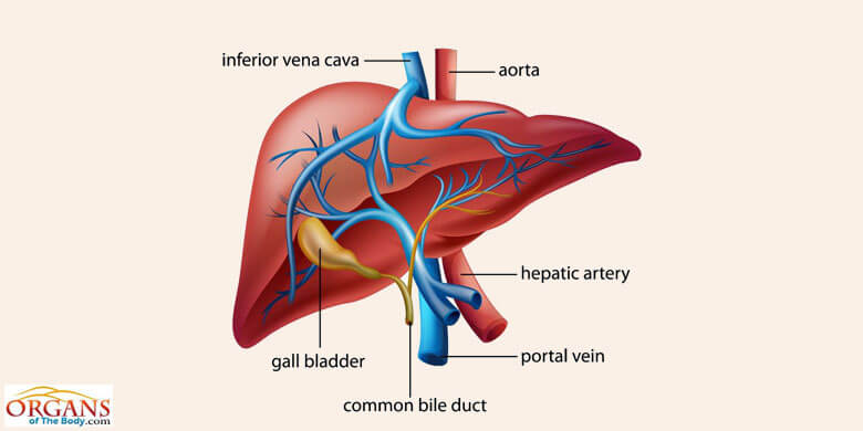 Liver Diagram Class 10 Liver Anatomy Picture Function - vrogue.co