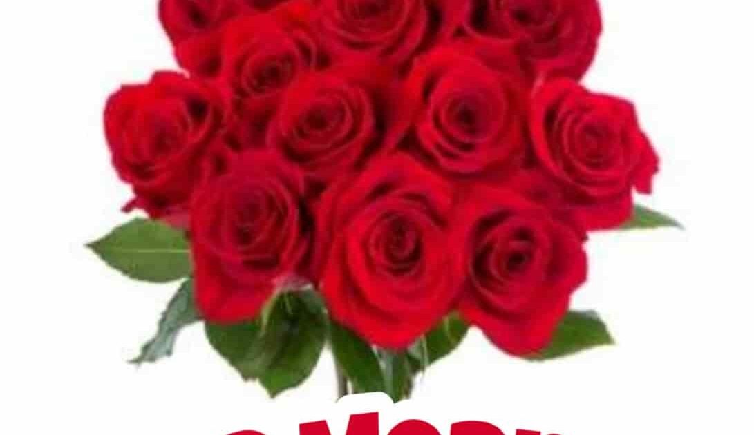 55 Good Morning Rose Flowers Images Pictures With Romantic Red Roses