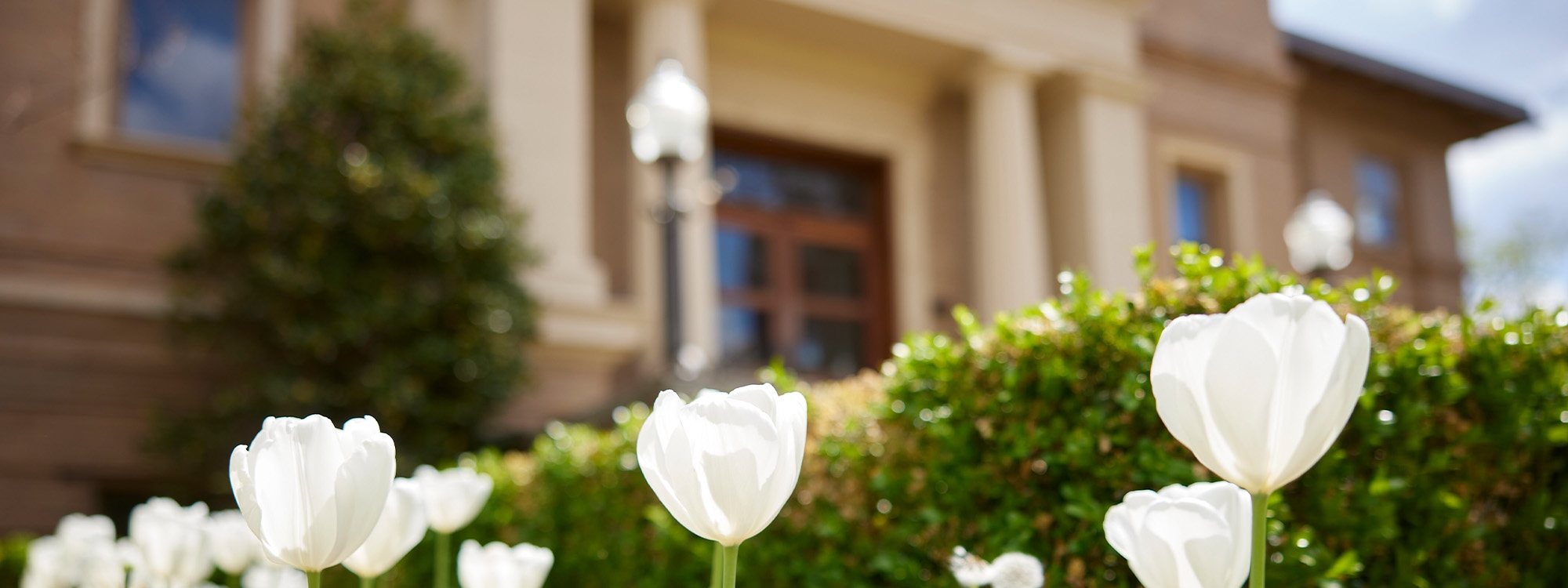 White tulips with a campus building in the background.