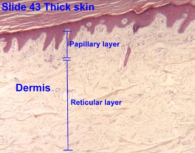 Dermal Papillae Histology