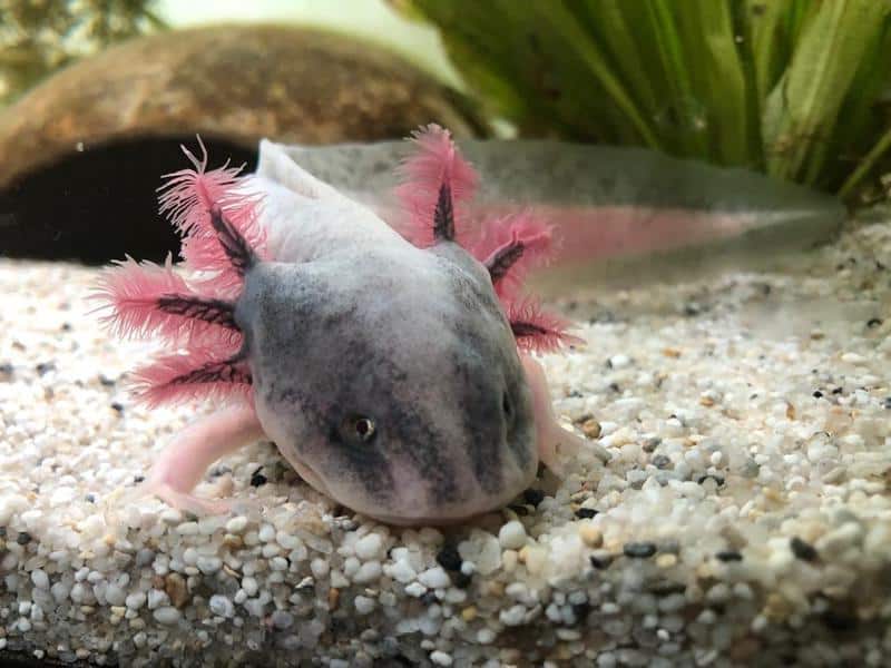 Piebald Axolotl