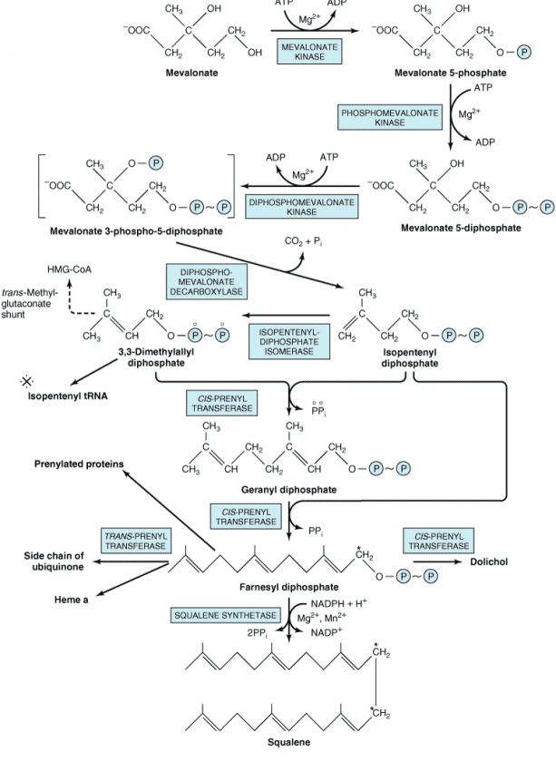 Steps Of De Novo Synthesis Of Cholesterol | Our Biochemistry- Namrata ...