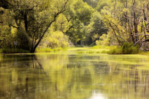 Okenfenokke Swamp