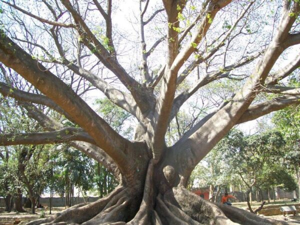 Bombax ceiba - Red Cotton Tree, Silk Cotton Tree, Simal, Kapok, Bombax malabaricum - Image 8