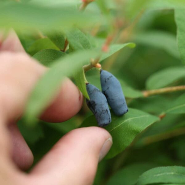 Lonicera caerulea var. edulis - Honey Berry, Blue Honeysuckle, Sweetberry Honeysuckle, Fly Honeysuckle, Blue Fly Honeysuckle, Blue-berried Honeysuckle - Image 3