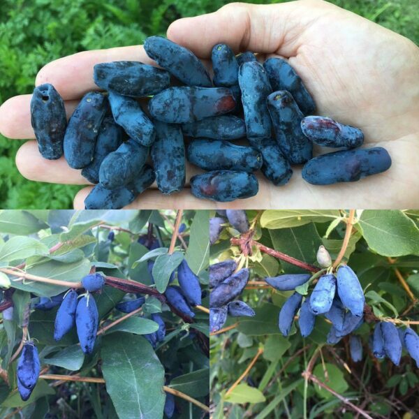 Lonicera caerulea var. edulis - Honey Berry, Blue Honeysuckle, Sweetberry Honeysuckle, Fly Honeysuckle, Blue Fly Honeysuckle, Blue-berried Honeysuckle - Image 4