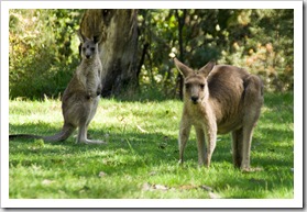 Local wildlife at Geehi Flats