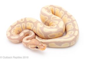 Banana Fire ball python