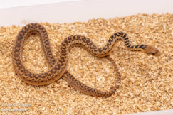 Applegate Gopher snake for sale