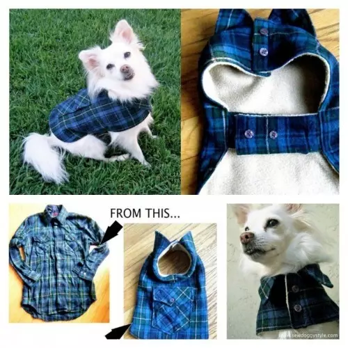 Funny Outfit Ideas for Dogs (2)