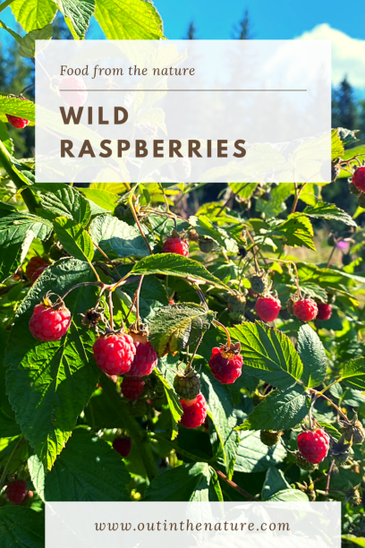 Wild raspberries