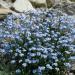 Myosotis Alpestris Blue