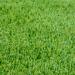 Perennial Rye Grass Seed