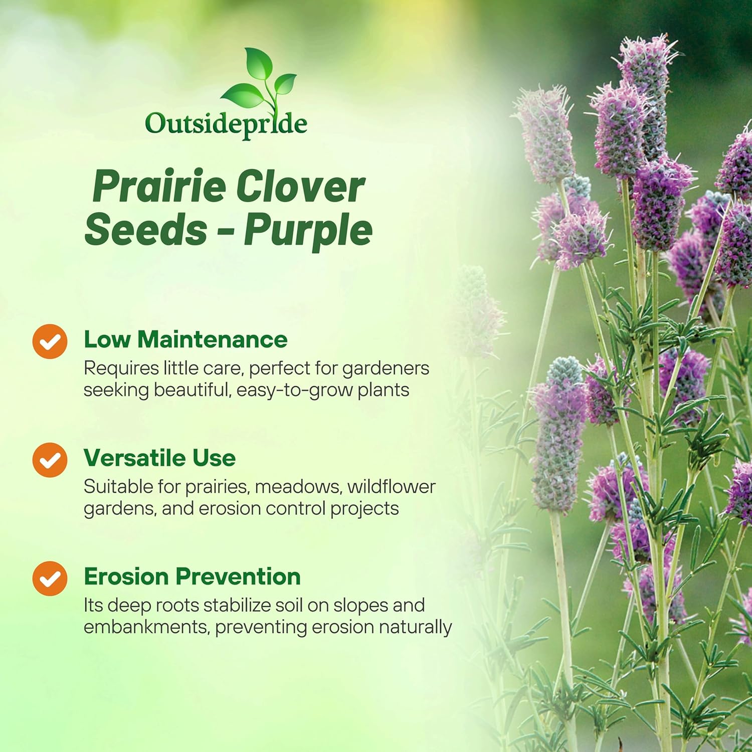 Purple Prairie Clover Seeds