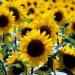 Wild Sunflower Seed For Planting Outdoors - Helianthus Annuus Flower Seeds