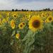 Wild Sunflower Seed For Planting Outdoors - Helianthus Annuus Flower Seeds