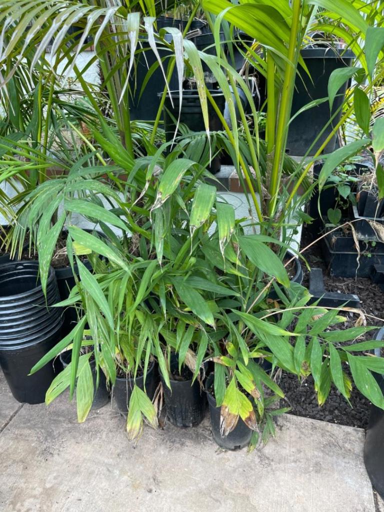 1.5 Gallon Chamaedorea microspadix - For Sale - PalmTalk