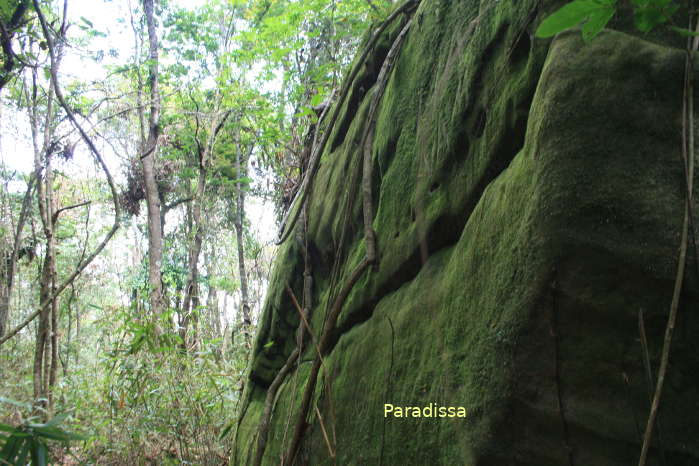 A huge boulder on the trek to the peak of the Pha Luong Mountain in Moc Chau Son La