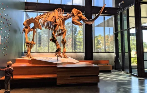 Mastadon skeleton at the entrance of Seattle's Burke Museum with 5-year-old boy looking on