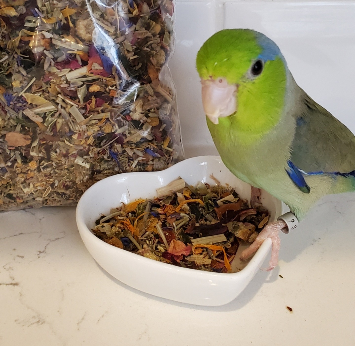 Parrot Food