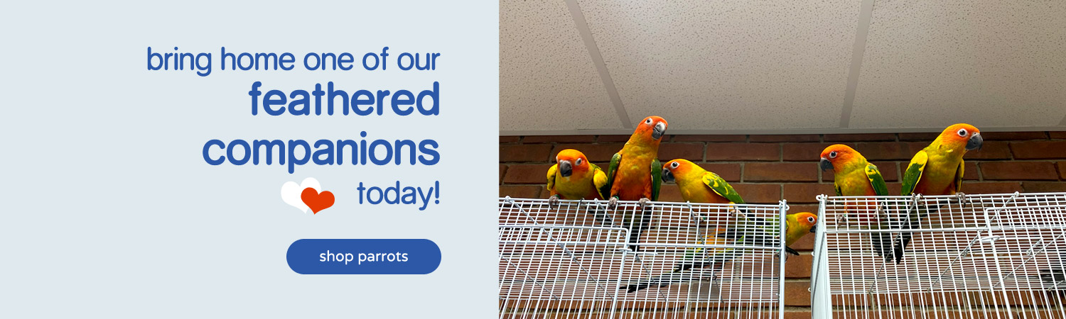 Parrots