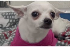 1-Year-Old Chihuahua Dumped At Shelter, Cried Herself To Sleep In A Pink Sweater