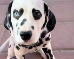 Beautiful Dalmatian with different colored, heart-shaped eyes goes viral