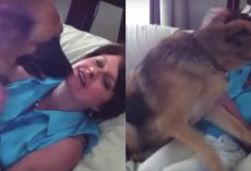 German Shepherd Can’t Hide How Much He Misses His Mom