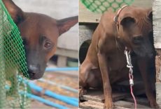 Dog Relieved When Kind People Came To Free Her, But Owner Said No