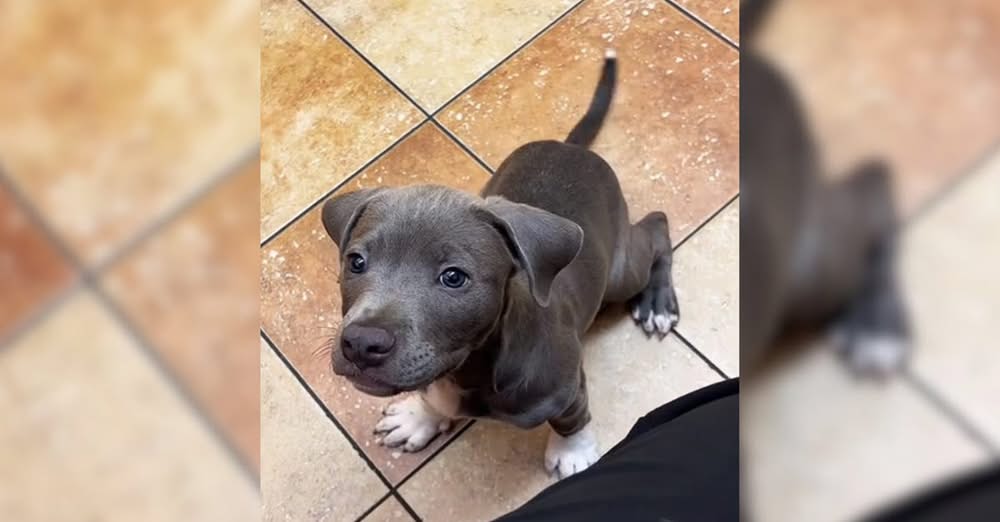 Dog Left Alone at Clinic for Three Days After Owner’s Heartless Decision