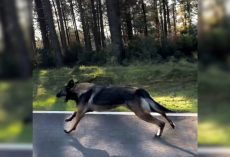 Man Driving To Work Noticed An Abandoned Pup Who Chased His Owner’s Car For A Long Time