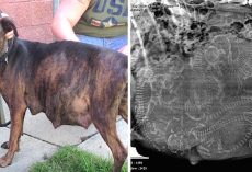 Pregnant Pit Bull ‘Refused’ To Give Birth When Foster Mom Saw Her Ultrasound