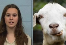 Local Cheerleader Accused of Poisoning Rival’s Show Goat Is Barred From Caring For Her Pets On Her Own