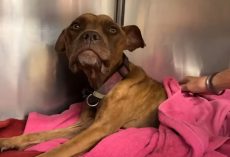 Paralyzed Skeleton Dog Was Found Laying In Trash Feels Loved One More Time