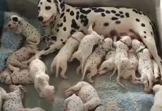 Owners Are Left in Awe as Their Dalmatian Delivers Far More Puppies Than Anticipated