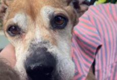 Heartbroken Senior Dog Waits for Owner Who Will Never Return, Until a Rescuer Changes Everything