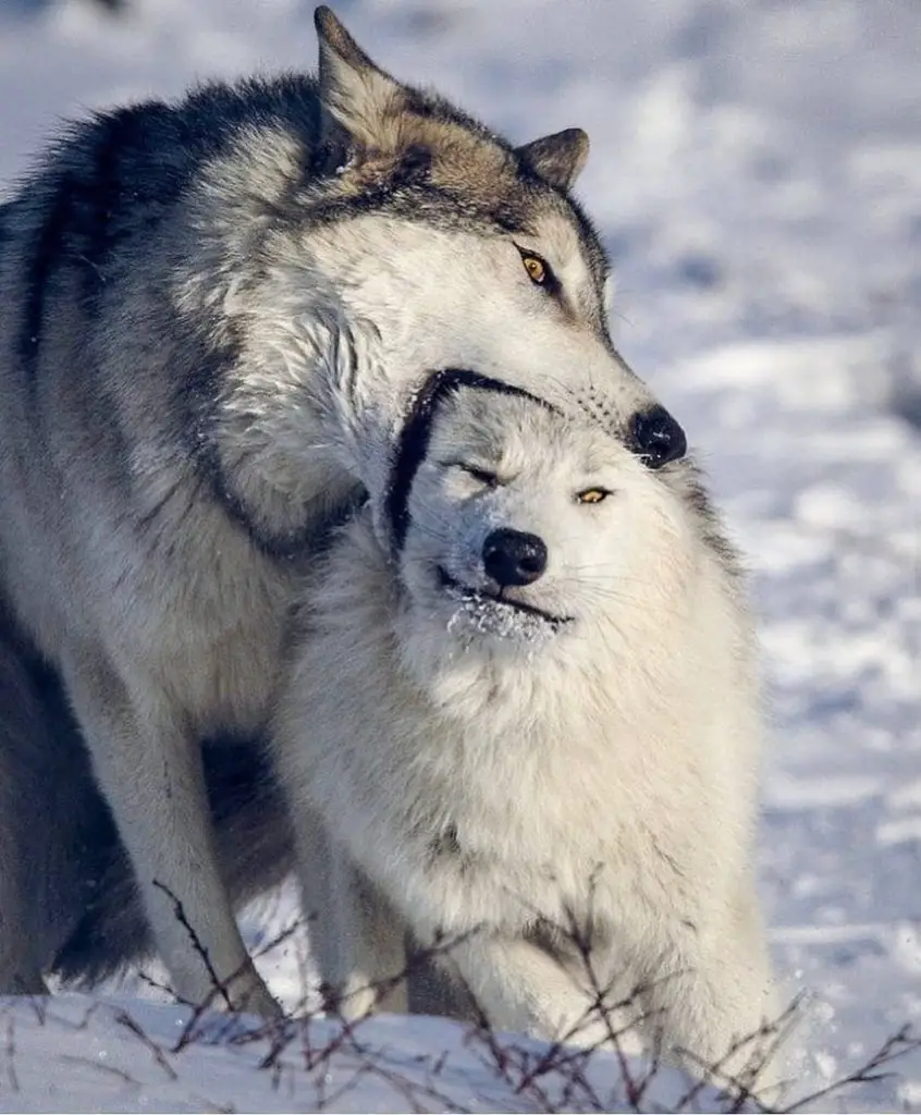 English Mastiff vs Wolf: Who Has the Upper Hand?