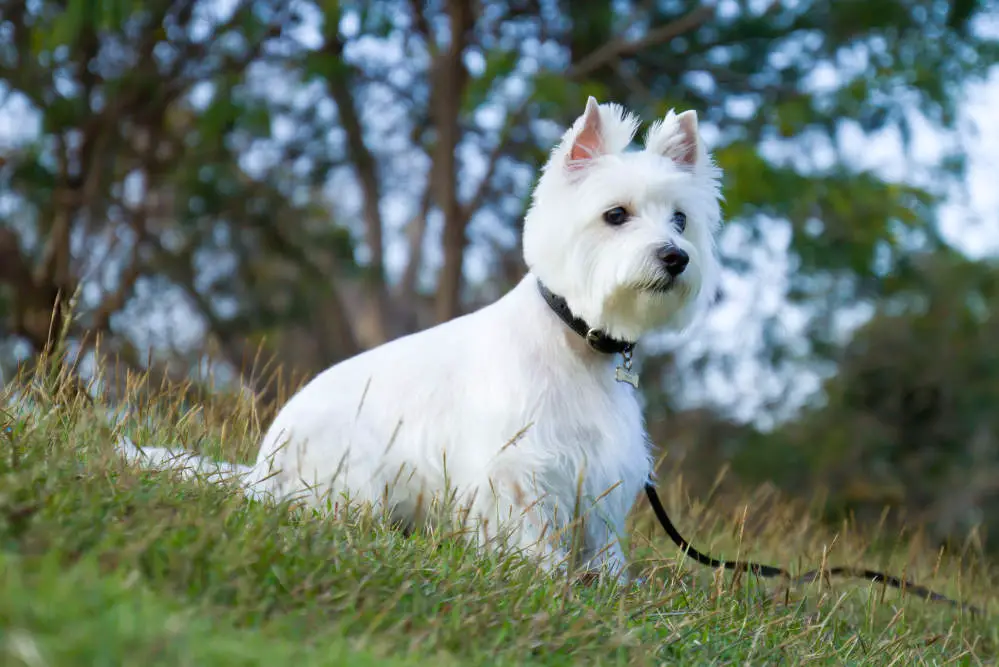 Westie sitting outside on leash