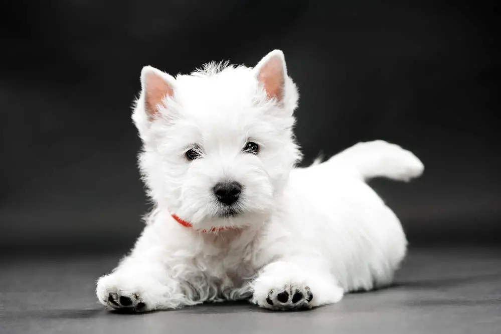 Westie puppy cut