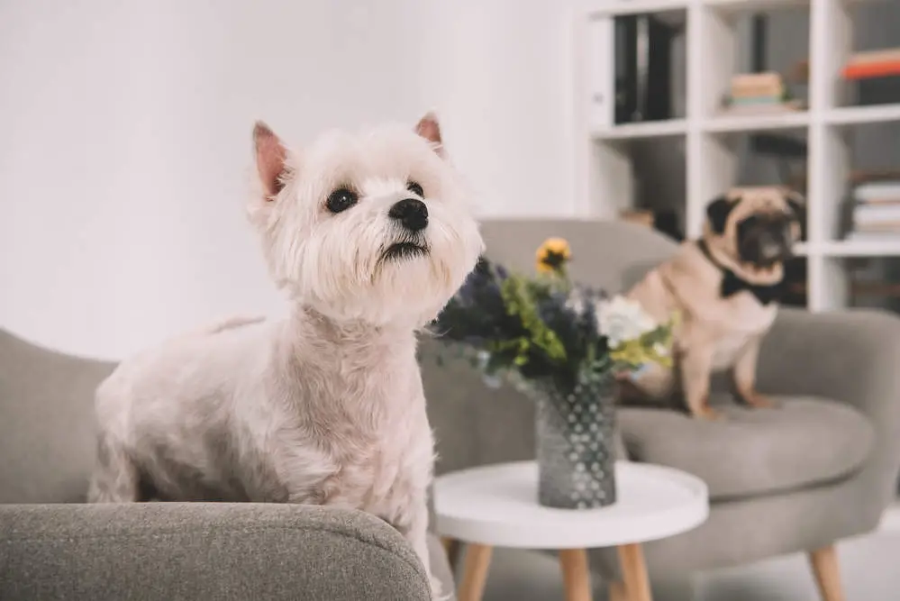 Westie showing off his summer cut