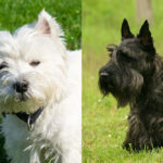 Westie vs Scottie: What’s the Difference?