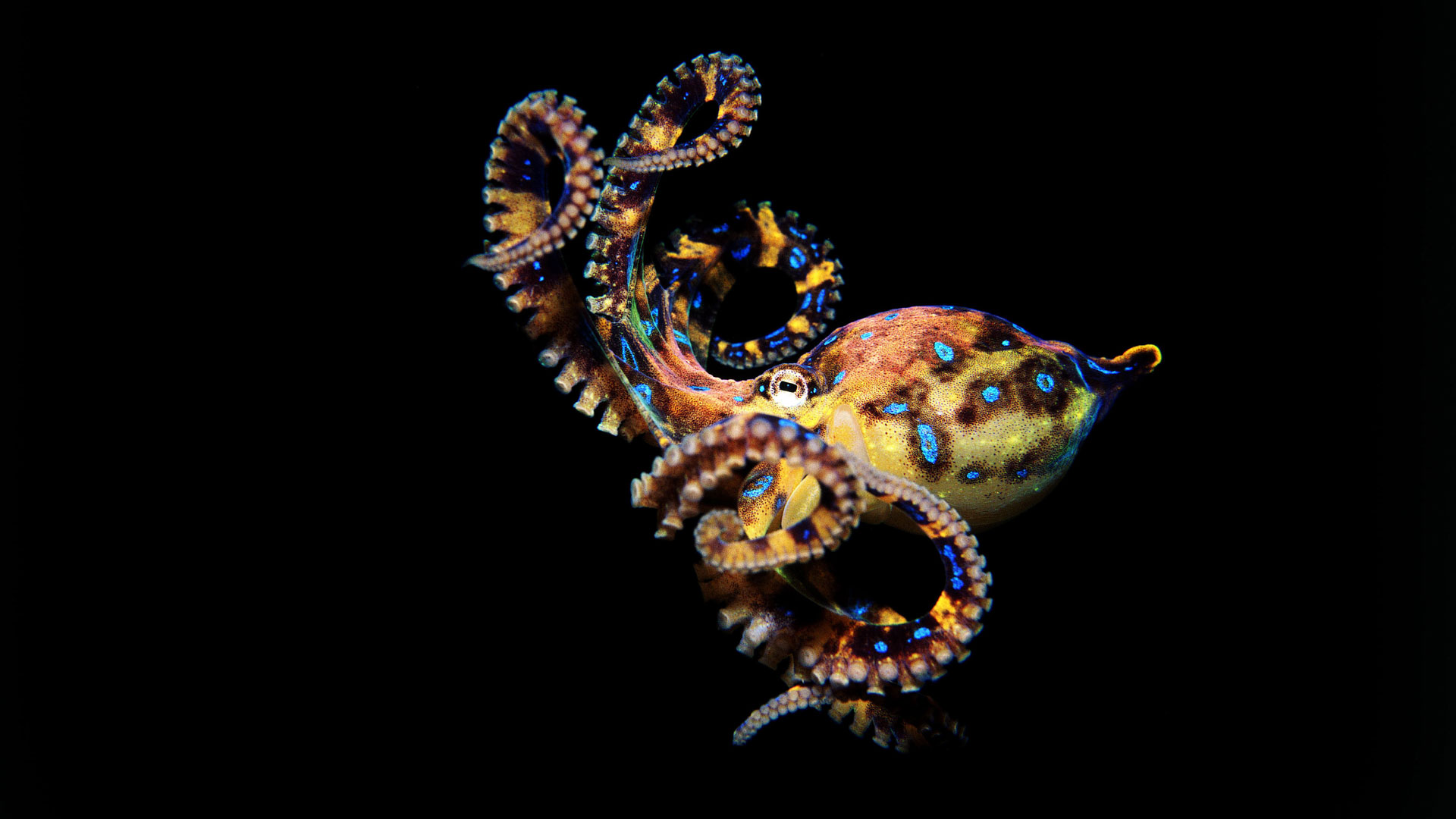 Greater Blue Ringed Octopus Habitat