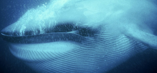 002908-whalefact-post