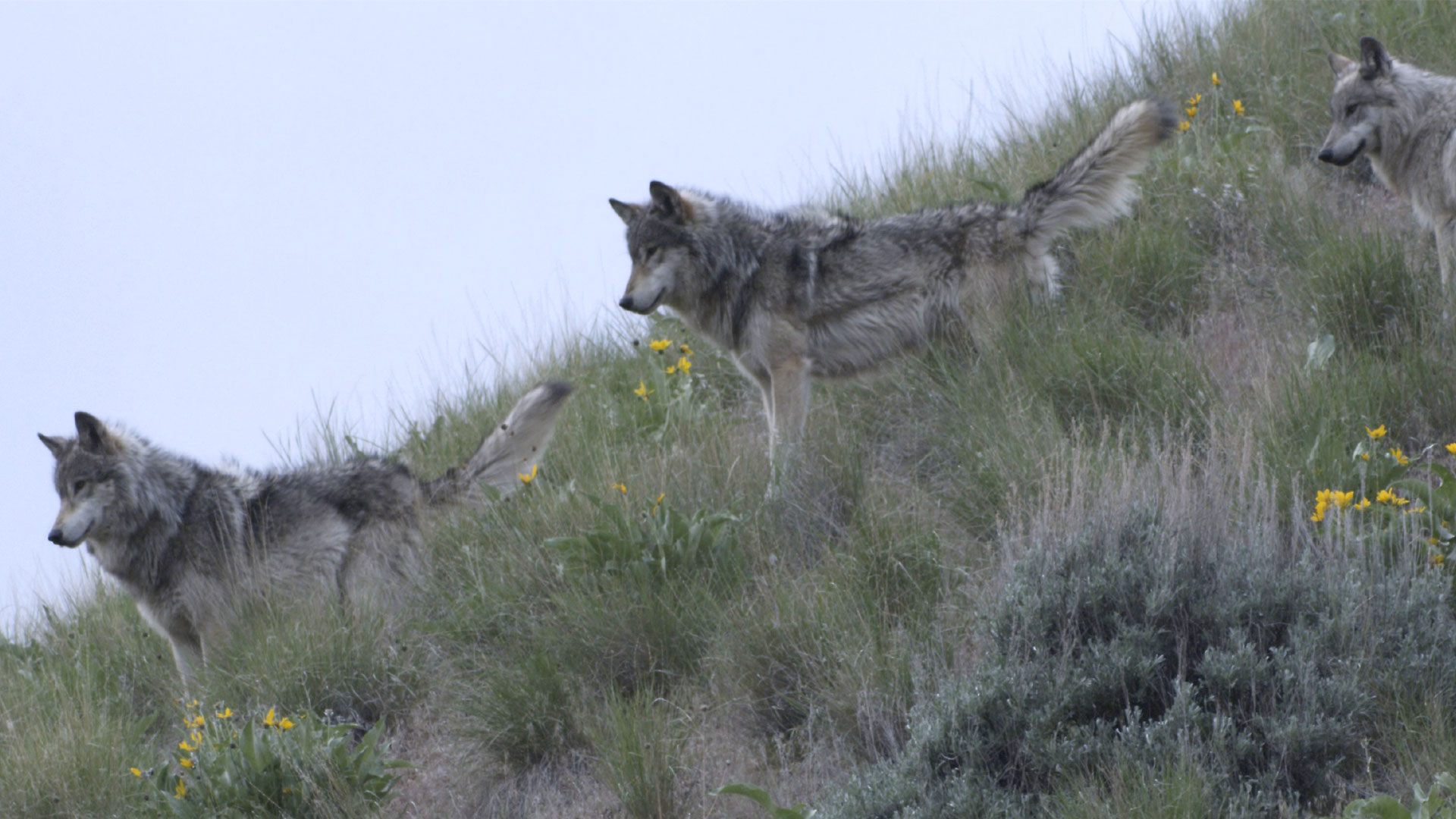 Gray Wolf Natural Habitat