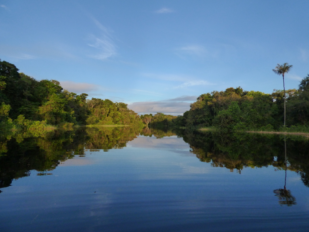 Wild And Wonderful Trees Of The Amazon Rainforest Blog Nature Pbs